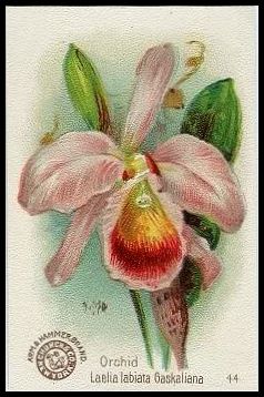 44 Orchid, Laelai Labiata Gaskaliana
